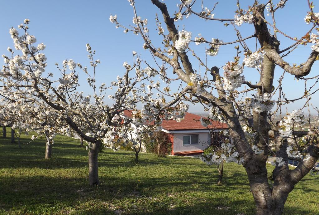 B&B Villa Lena Turi Eksteriør billede